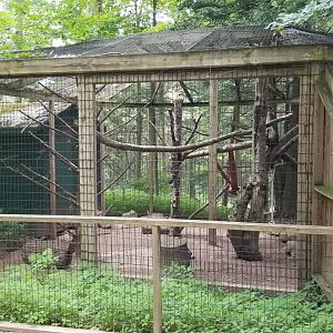 Claws N Paws - Coati