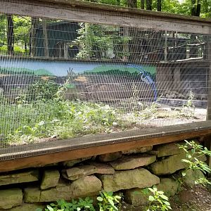 Claws N Paws - Alligator