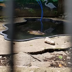 Claws N Paws - Alligator