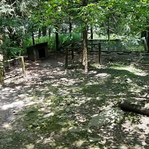 Claws N Paws - Capybara & Black Swan