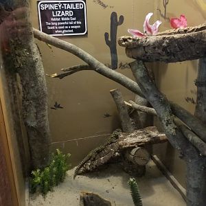 Claws N Paws - "Spiney-tailed Lizard"