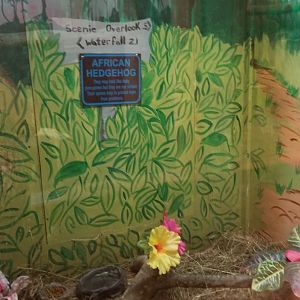 Claws N Paws - African Hedgehog