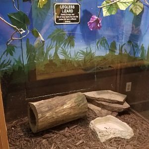 Claws N Paws - Legless Lizard