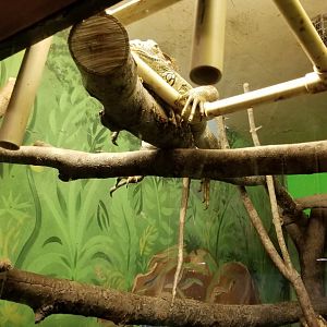 Claws N Paws - Common Iguana