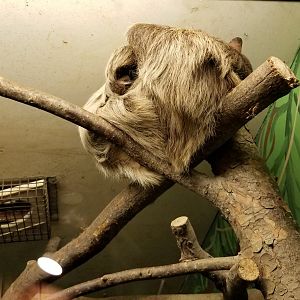 Claws N Paws - Sloth