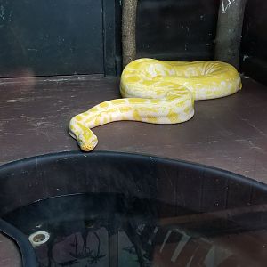 Claws N Paws - Burmese Python