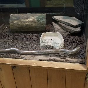Claws N Paws - Legless Lizard
