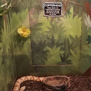 Claws N Paws - Copperhead
