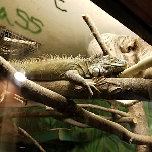 Claws N Paws - Common iguana, sloth