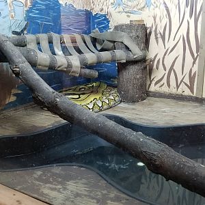 Claws N Paws - Reticulated pythons