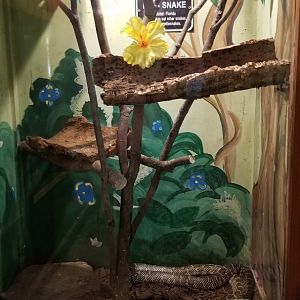 Claws N Paws - Florida Pine Snake