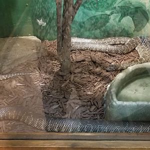 Claws N Paws - Florida King Snakes