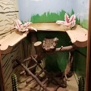 Claws N Paws - Berber Skinks