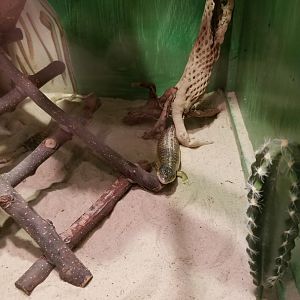 Claws N Paws - Berber Skink