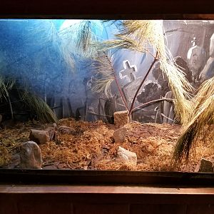 Claws N Paws - Rose hair tarantula