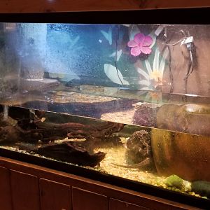 Claws N Paws - Alligator snapping turtle