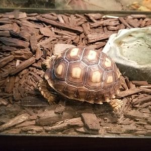 Claws N Paws - baby Sulcata