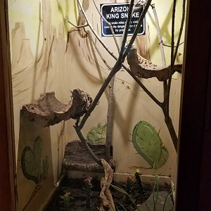 Claws N Paws - Arizona kingsnake