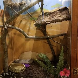 Claws N Paws - California Kingsnake