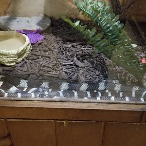 Claws N Paws - California Kingsnake