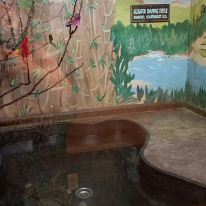 Claws N Paws - Alligator Snapping Turtles