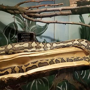 Claws N Paws - Carpet Python