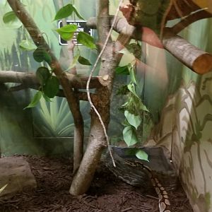 Claws N Paws - Ball Pythons