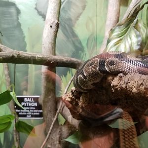 Claws N Paws - Ball Python