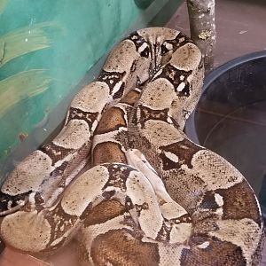 Claws N Paws - Rosy tail boa