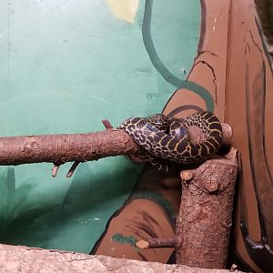 Claws N Paws - Yellow Anaconda