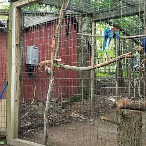 Claws N Paws - Macaws