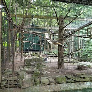 Claws N Paws - Ringtailed Lemurs