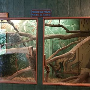 Claws N Paws - Prehensile Tailed Porcupines