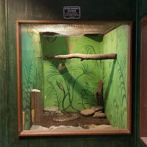 Claws N Paws - Eastern Diamondbacks