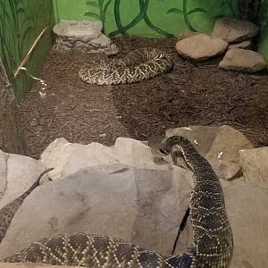 Claws N Paws - Eastern Diamondbacks