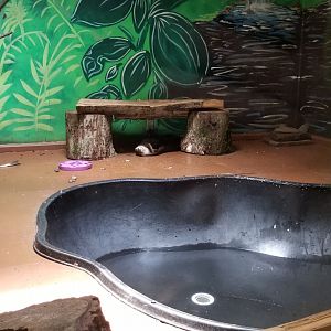 Claws N Paws - Short clawed otter