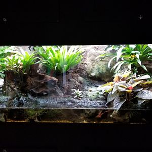 Electric City - Poison dart frogs