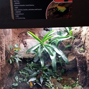 Electric City - Black-legged Poison Frog, Phyllobates bicolor