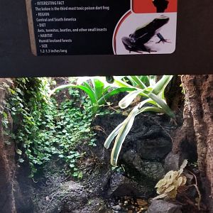 Electric City - Kokoe Poison Frog, Phyllobates aurotaenia
