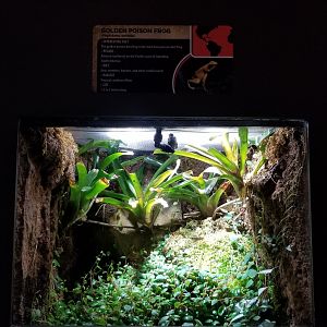 Electric City - Golden Poison Frog, Phyllobates terribillis