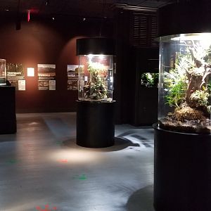 Electric City - Amphibian room