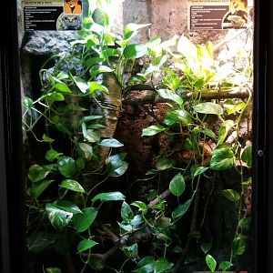 Electric City - Amazon Milk Frog Trachycephalus resinifictrix, Giant Bicolor Monkey Frog Phyllomedusa bicolor, Smooth Sided Toad Bufo guttatus