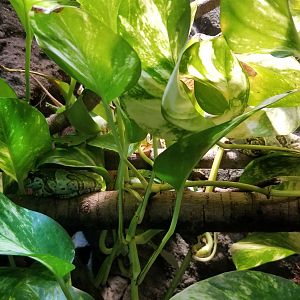 Electric City - Amazon Milk Frog Trachycephalus resinifictrix