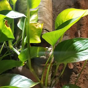 Electric City - Amazon Milk Frog posing