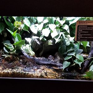 Electric City - Baron’s Mantella, Mantella baroni