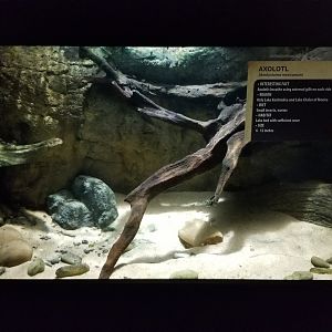 Electric City - Axolotl, Ambystoma mexicanum