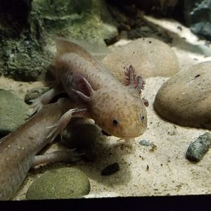 Electric City - Axolotl, Ambystoma mexicanum