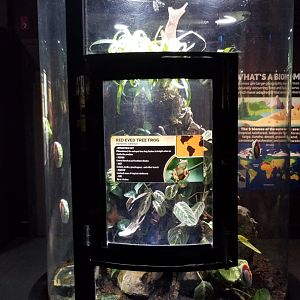 Electric City - Red-eyed Tree Frog, Agalychnis callidryas