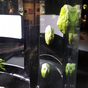 Electric City - Red-eyed Tree Frogs