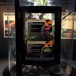 Electric City - Blue Jean Poison Dart Frog Oophaga pumilio, Glass Frog Hyalinobatrachium valerioi